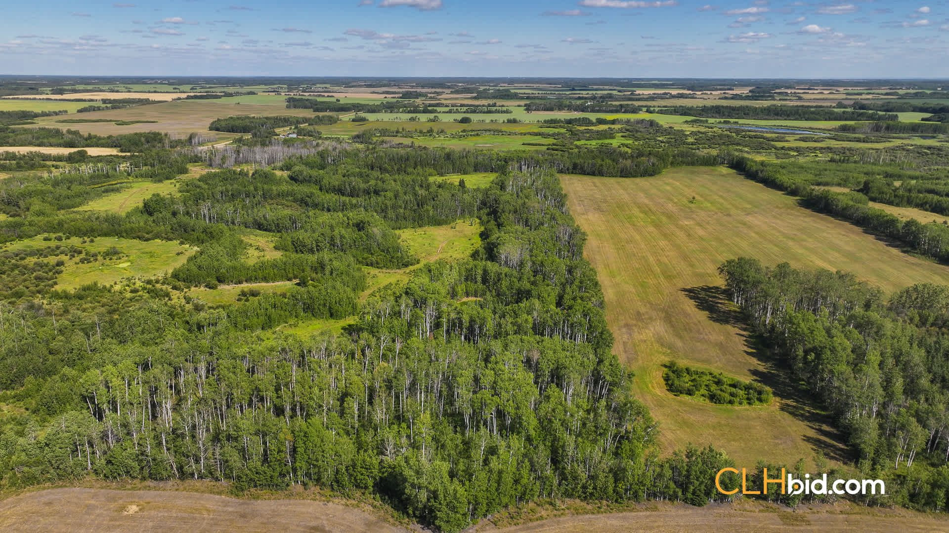 Talking Trees | CLHbid.com