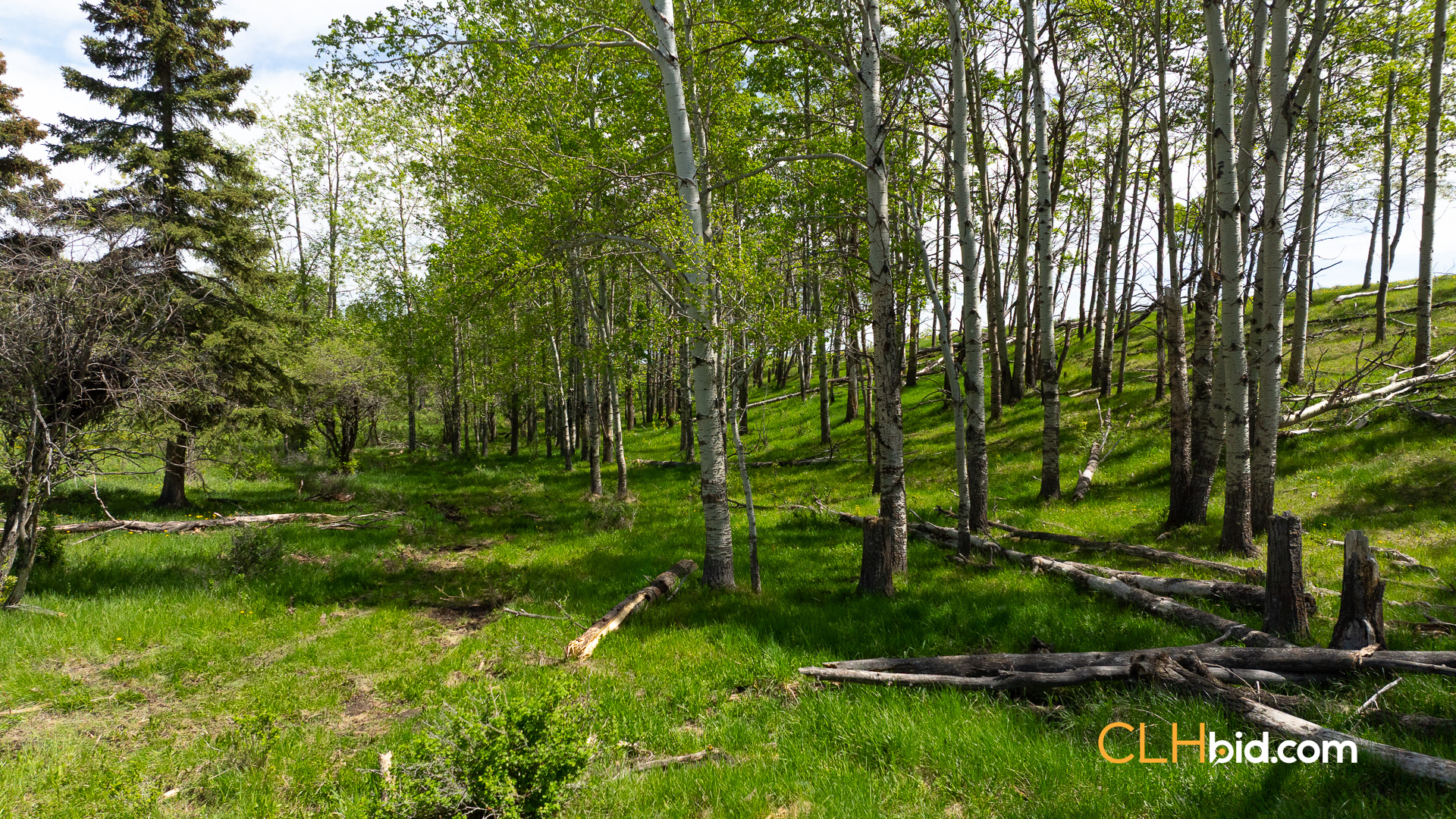 Web-CochraneDynastyJune-10