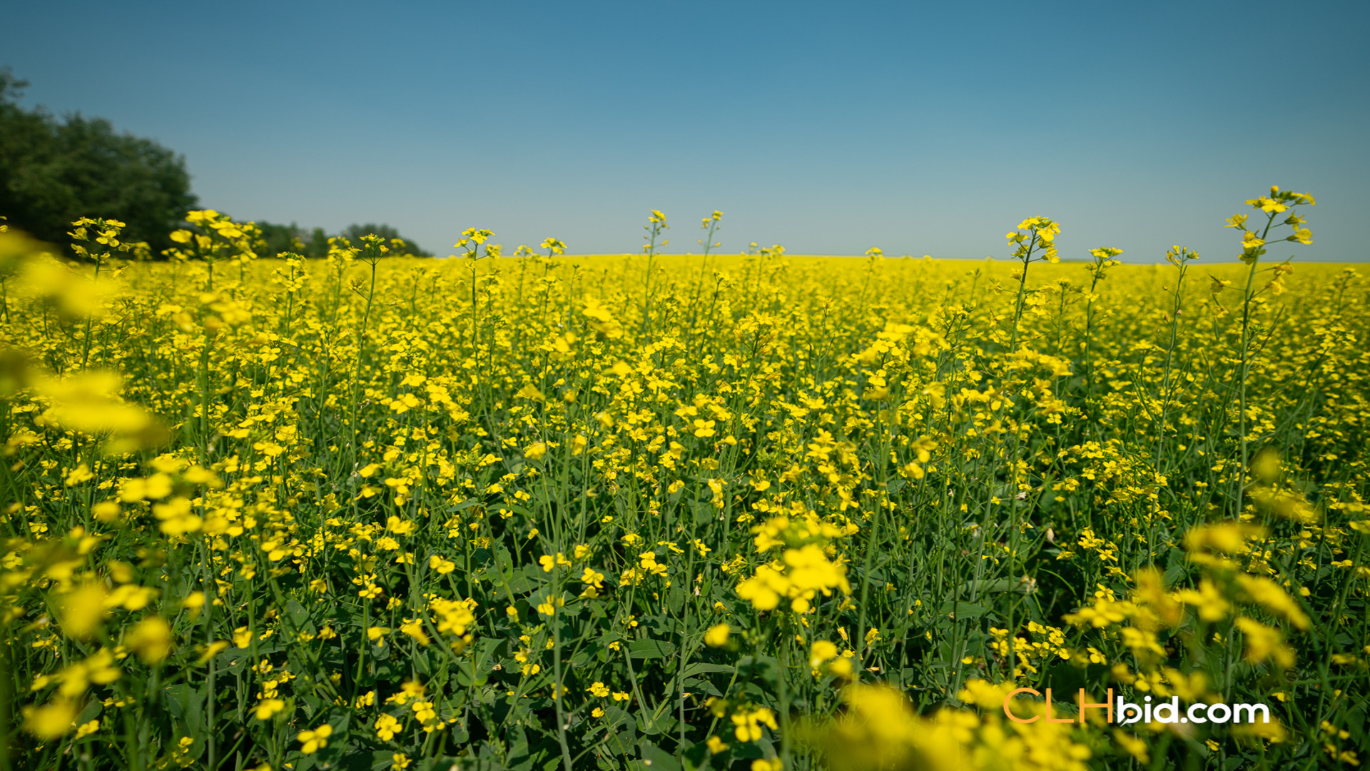 Web-InnisfreeWideOpen-2