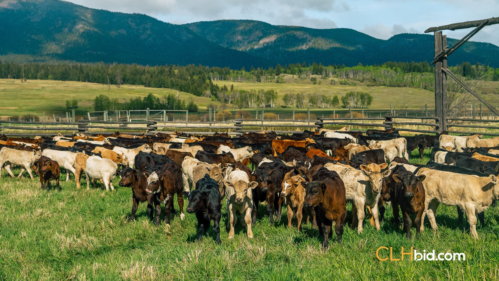 Web Hat Creek Cattle-9