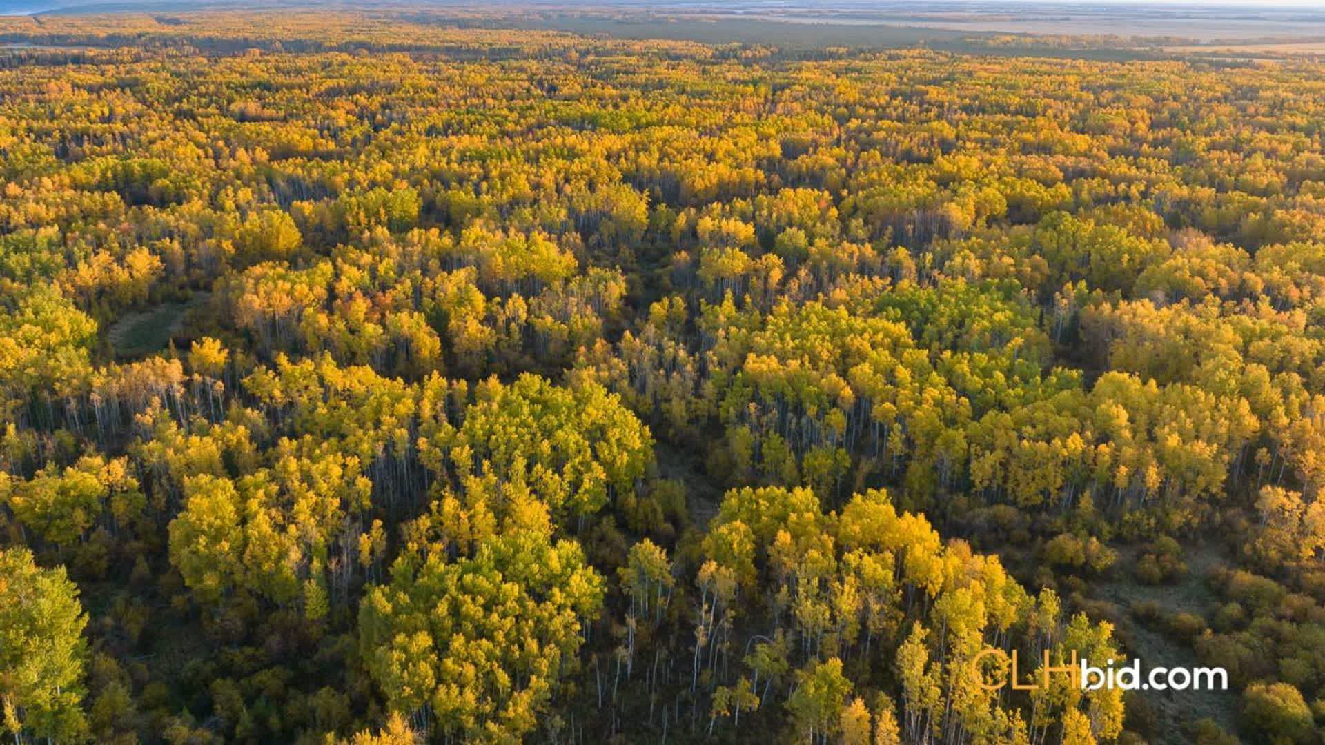 View from above of Cattle Grazer 002