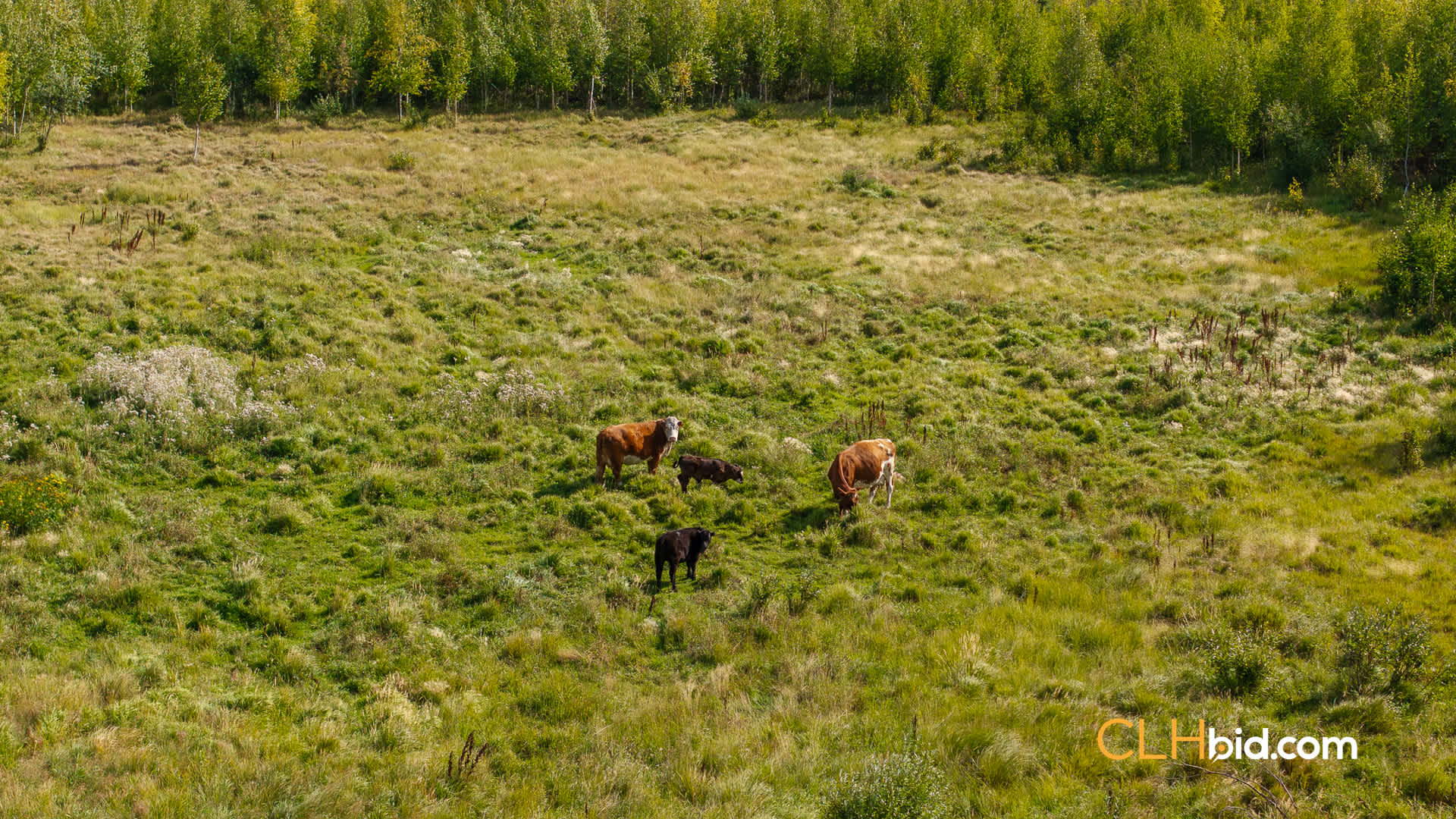 Web Peace Country Rancher-23