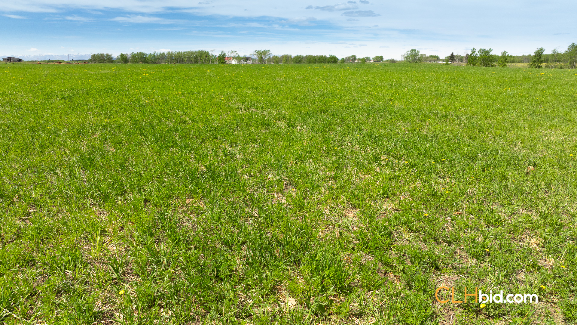 Web-CochraneDynastyJune-8