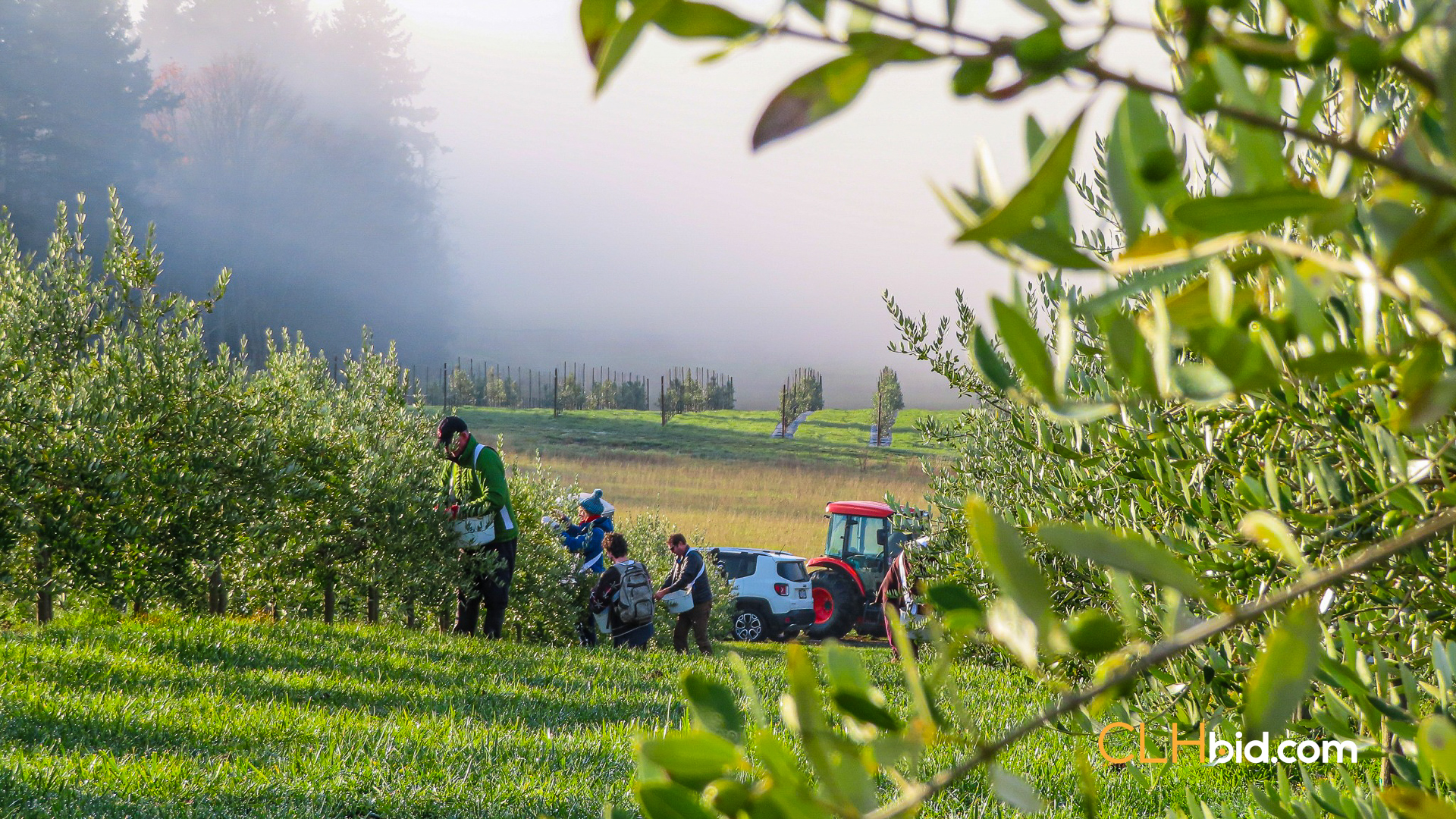 The Olive Farm - Parcel 1