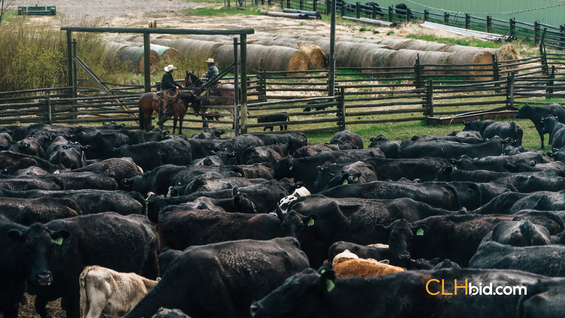 Web Hat Creek Cattle-6