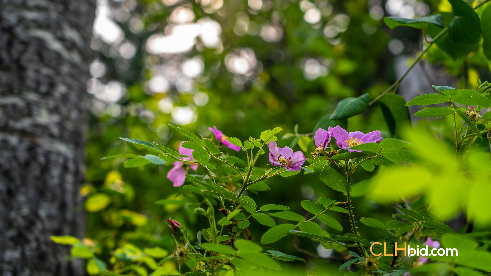 Web Off The Radar-10