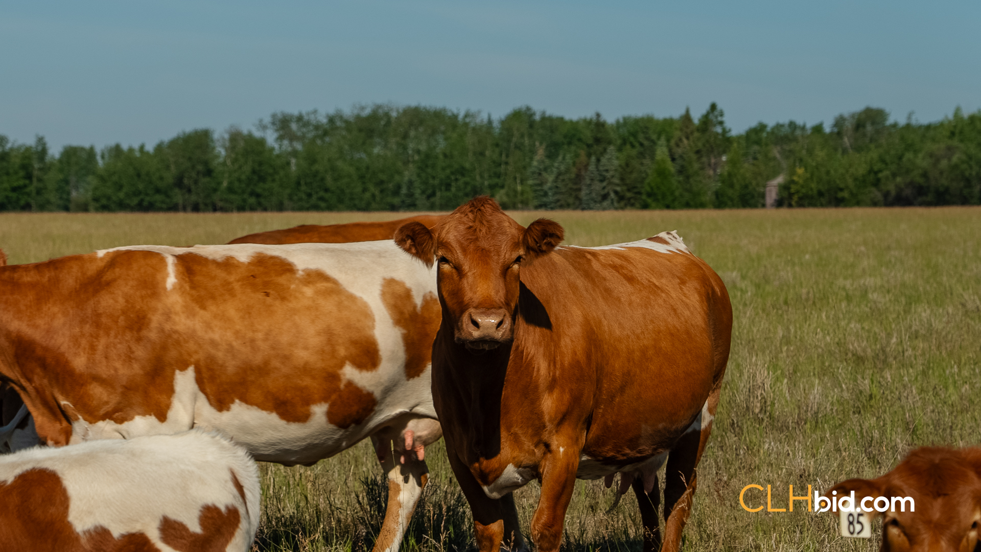 Web Rustlers Roost-28