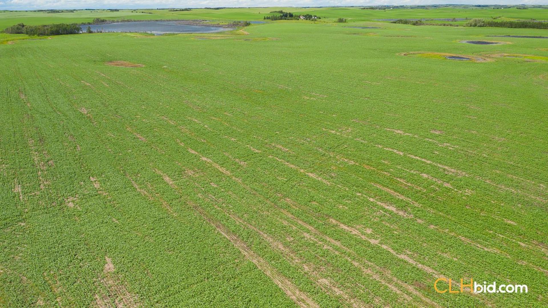 clandonaldcountrycousins-1-3