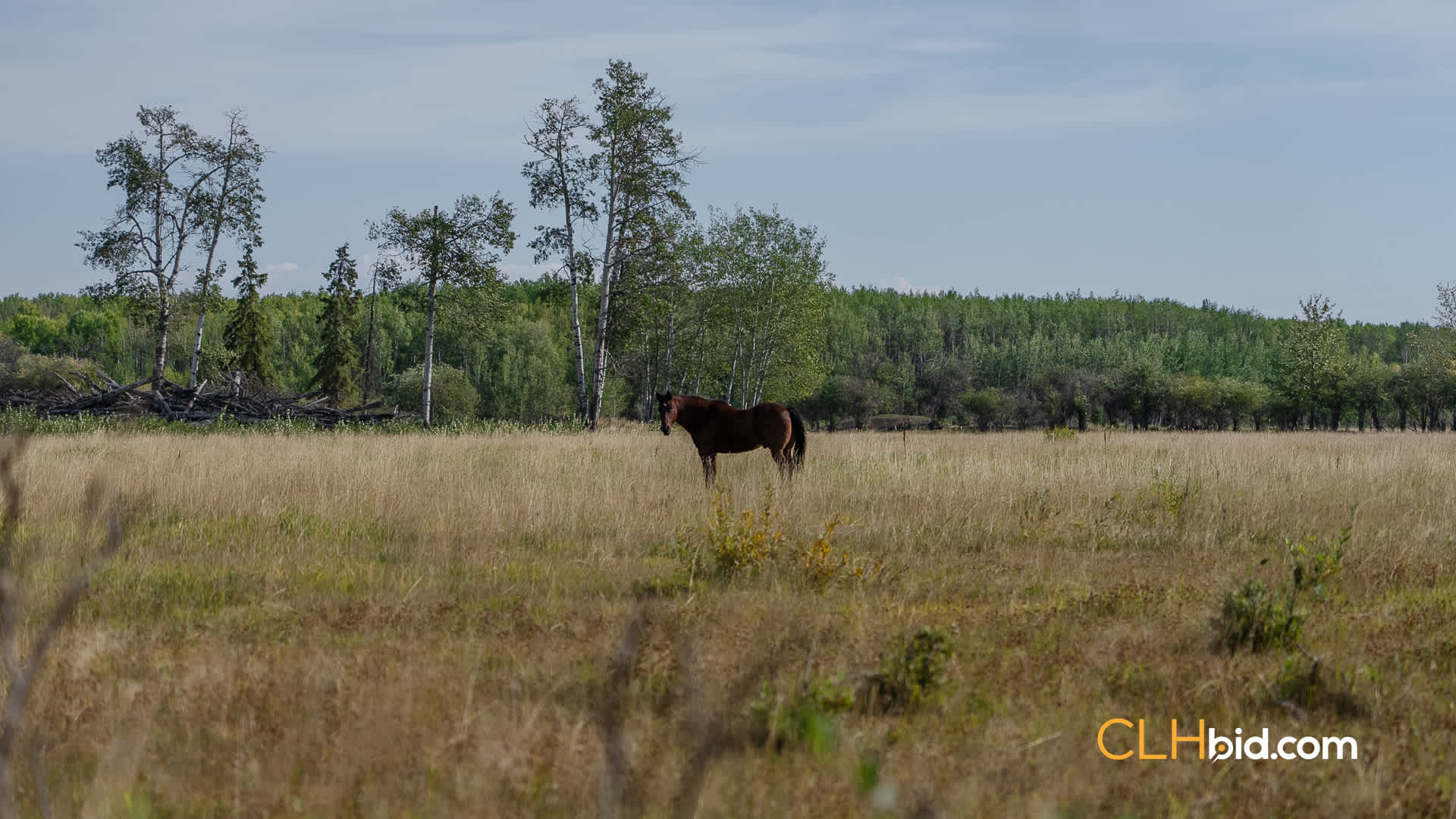 Web Peace Country Rancher-2