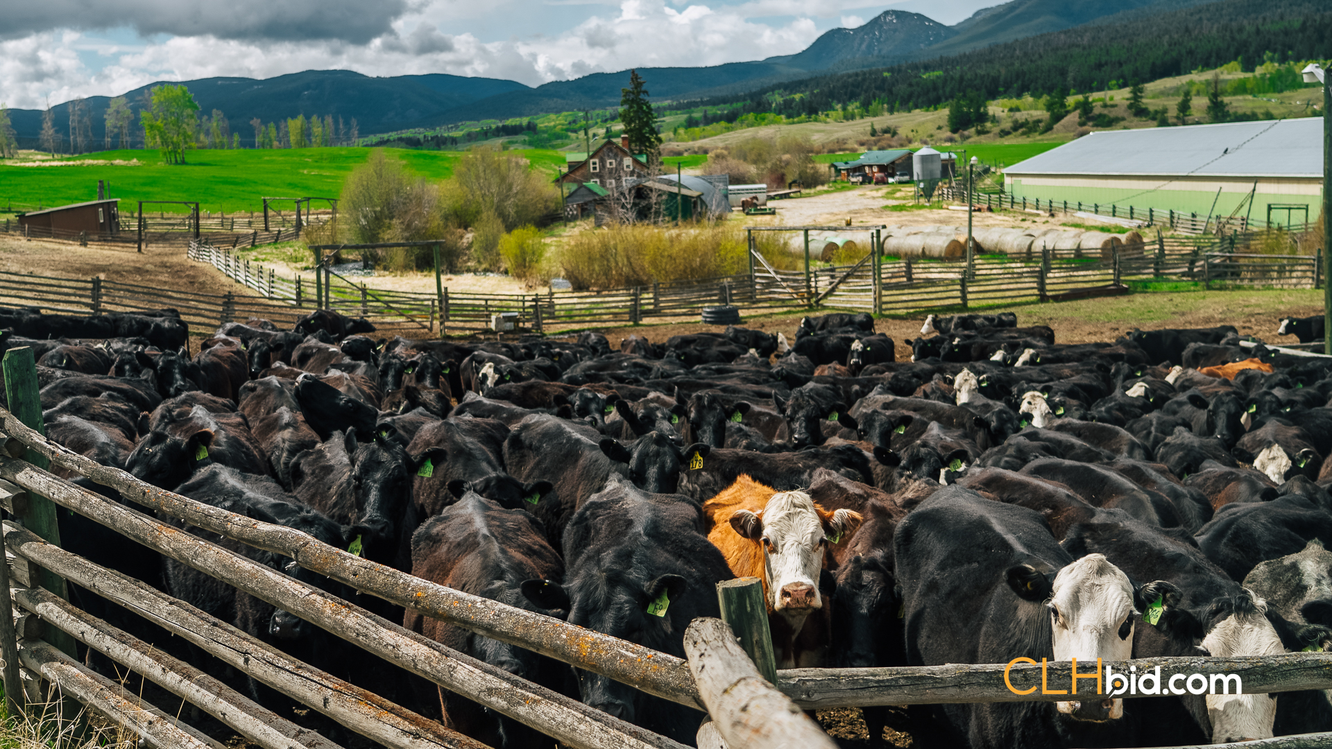 Web Hat Creek Cattle-11