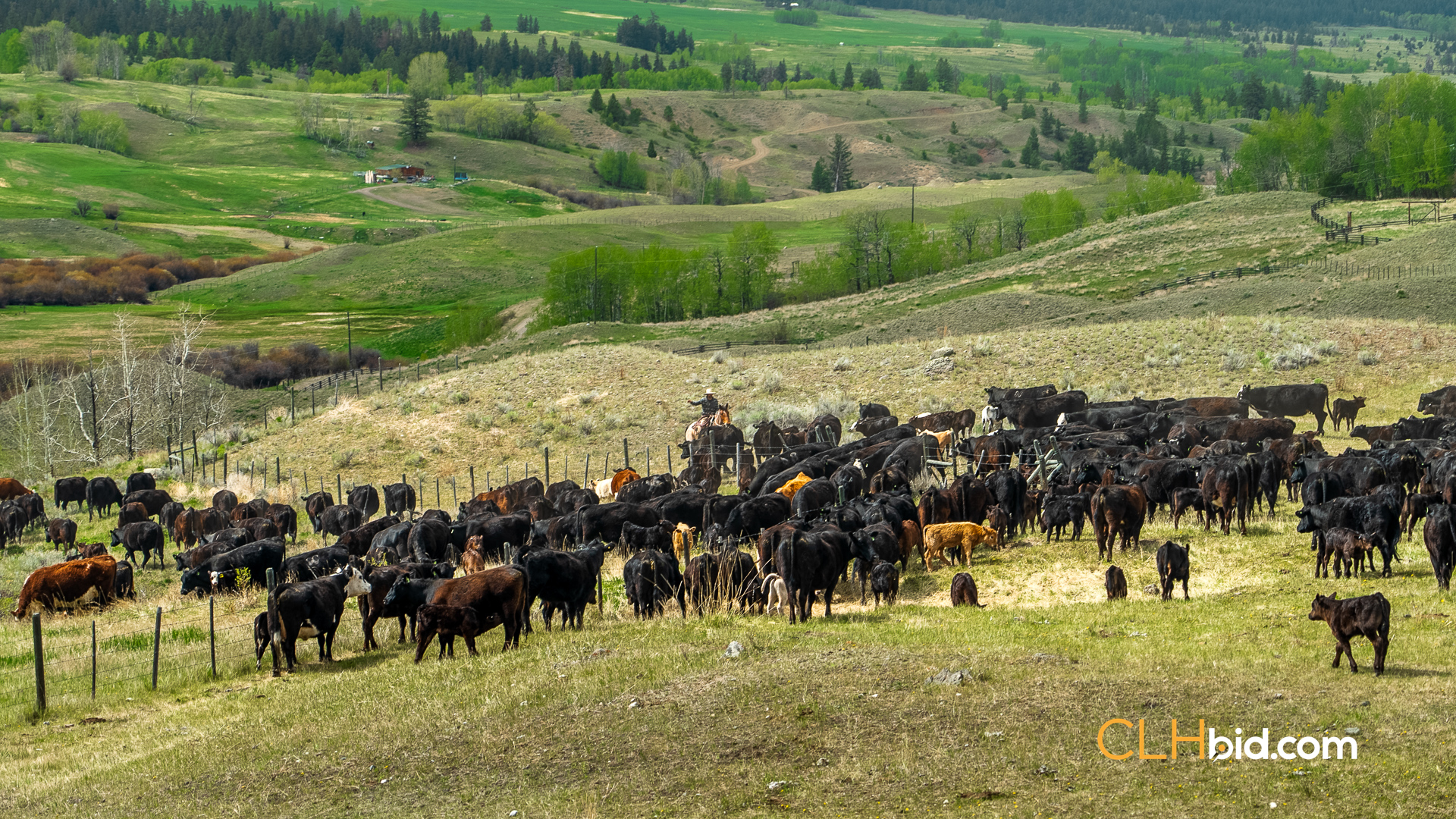 Web Hat Creek Cattle-1