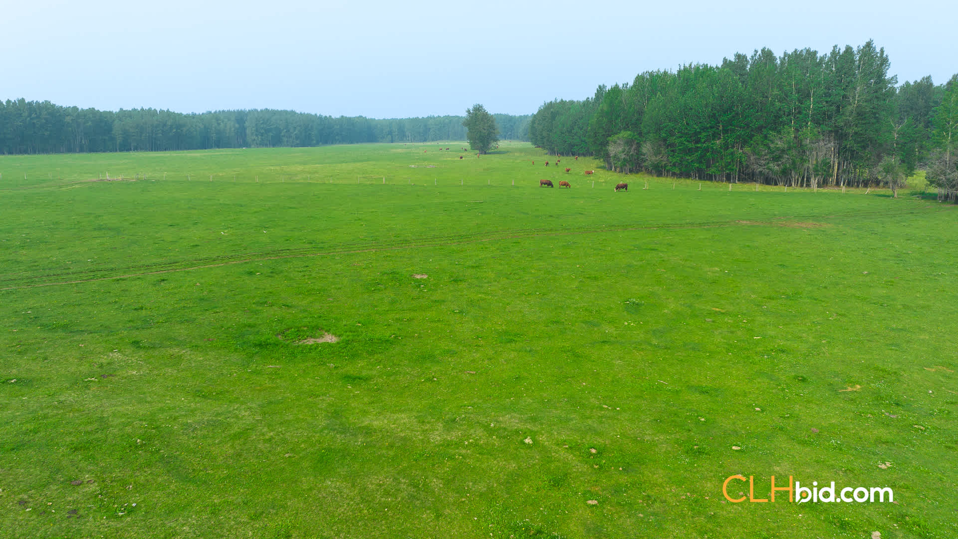 Web-Bovine-13