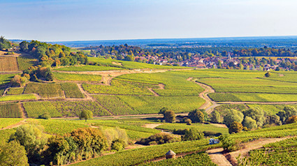 bindella-wh-weinwissen-regionen-frankreich-burgund-teaser