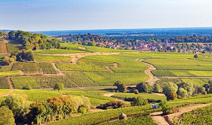 bindella-wh-weinwissen-regionen-frankreich-burgund-teaser