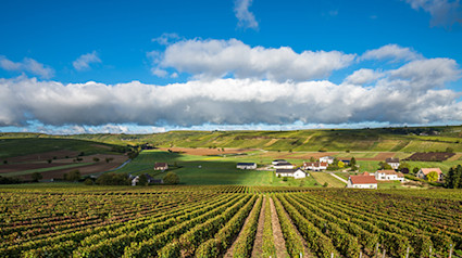 bindella-wh-weinwissen-regionen-frankreich-loire-teaser