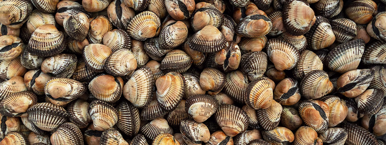 bindella-blog-umami-aus-der-lagune-von-chioggia-hero