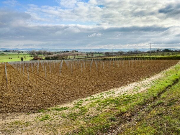 16_IMG_0641_neue Weinberge
