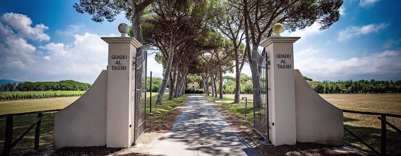 bindella-blog-news-aussergewoehnlicher-jahrgang-guado-al-tasso-2020-nblog