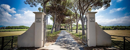 bindella-blog-news-aussergewoehnlicher-jahrgang-guado-al-tasso-2020-nblog