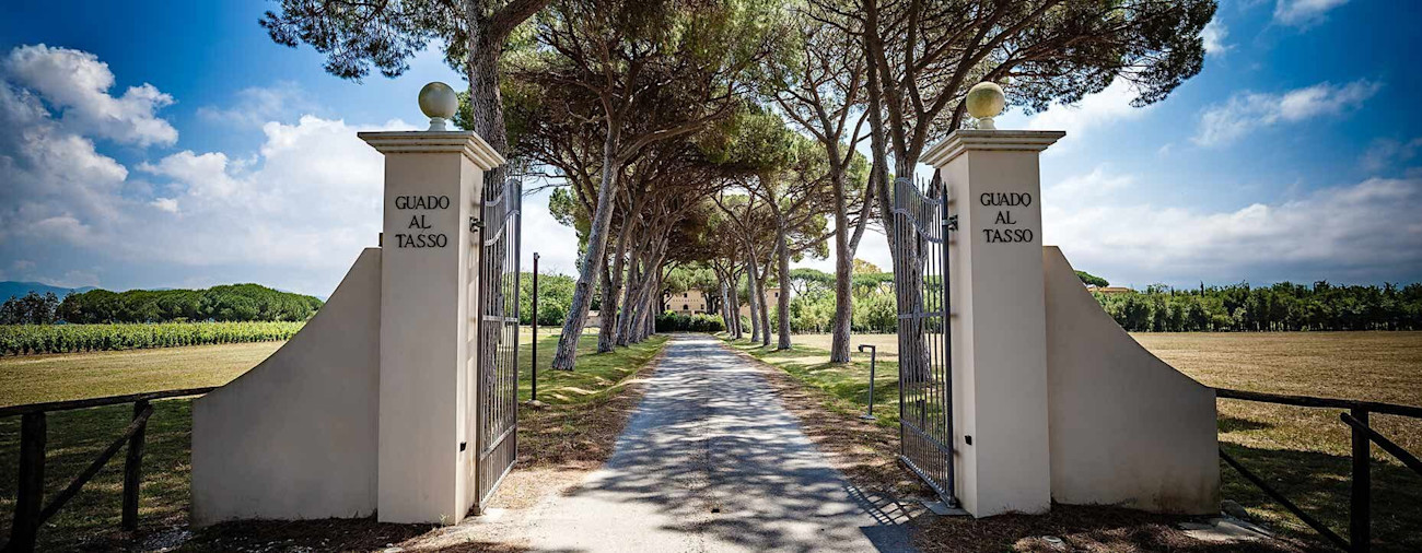 bindella-blog-news-aussergewoehnlicher-jahrgang-guado-al-tasso-2020-nblog