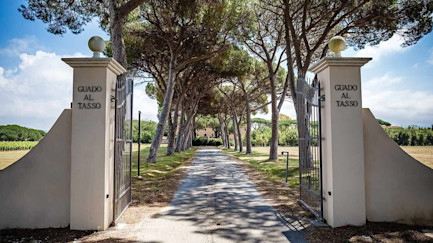 bindella-blog-news-aussergewoehnlicher-jahrgang-guado-al-tasso-2020-nblog