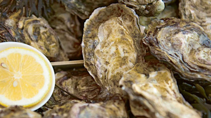 bindella-blog-news-austern-21-hero