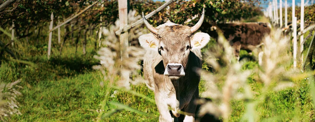 bindella-blog-news-magazin8-mikrokosmos-hero