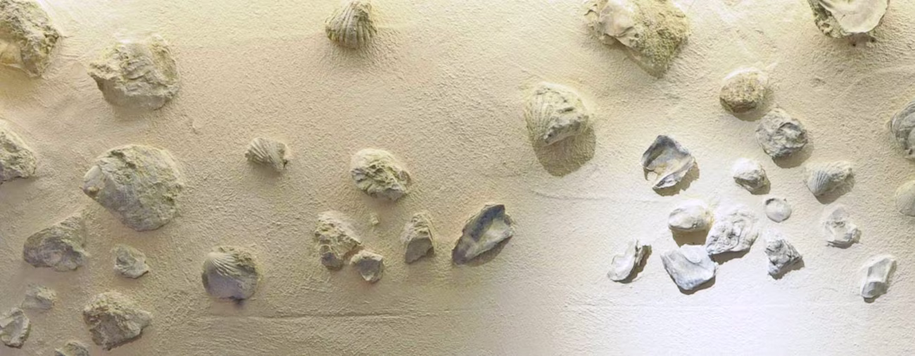 bindella-blog-wein-fossilien-im-rebberg-00