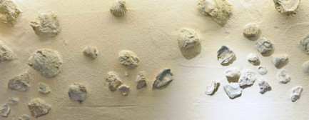 bindella-blog-wein-fossilien-im-rebberg-00