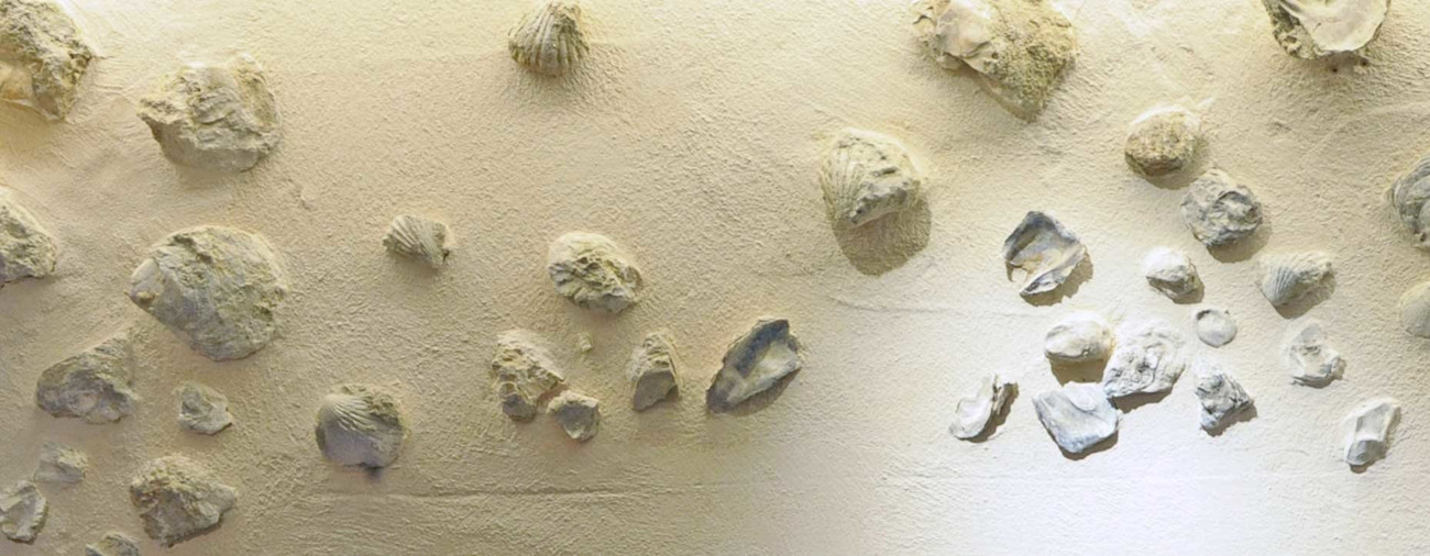 bindella-blog-wein-fossilien-im-rebberg-00