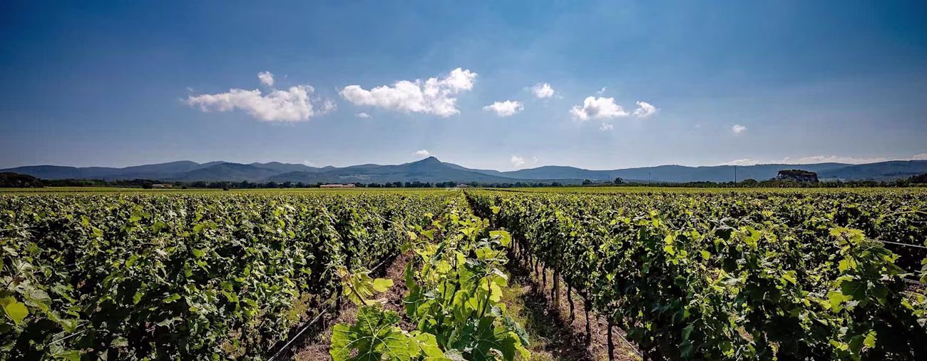 bindella-blog-wein-guado-al-tasso-jg19-hero