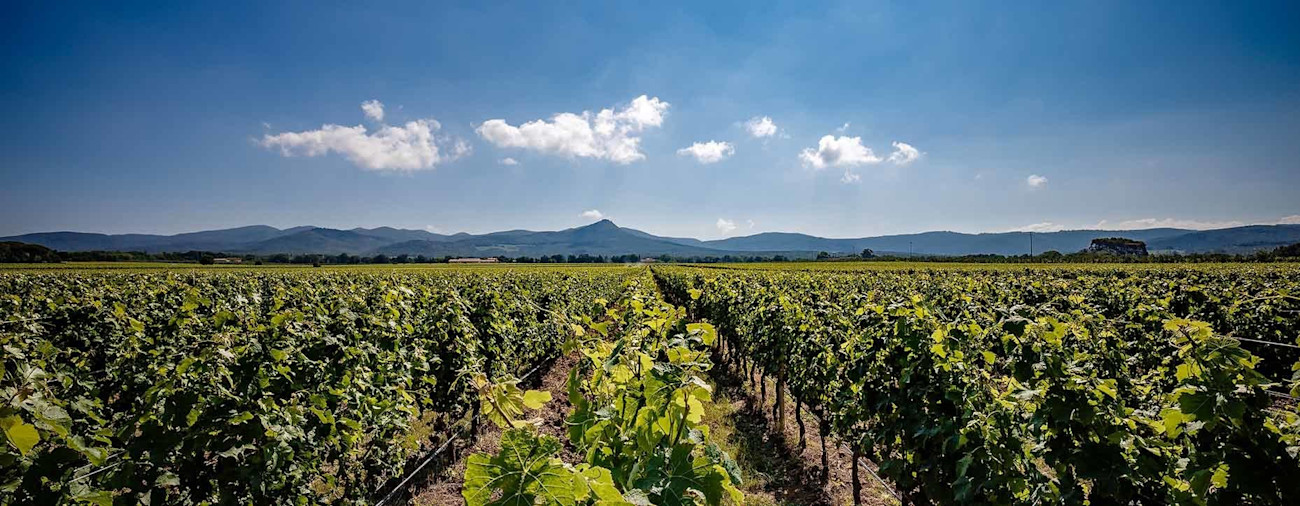 bindella-blog-wein-guado-al-tasso-jg19-hero