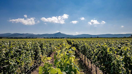 bindella-blog-wein-guado-al-tasso-jg19-hero