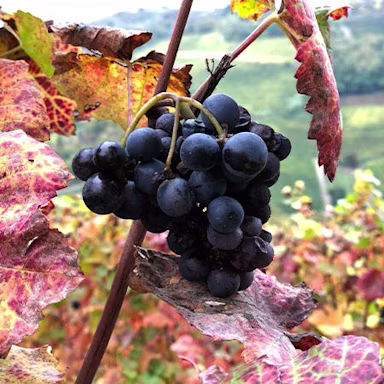 Reife rote Trauben umhüllt von rot gefärbten Blättern