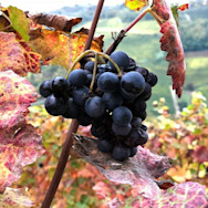 Reife rote Trauben umhüllt von rot gefärbten Blättern