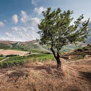 Sommertage in den Rebbergen der Tenuta Regaleali
