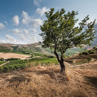 Sommertage in den Rebbergen der Tenuta Regaleali