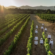 Erntehelfer in den Rebbergen von Ornellaia in der Toskana