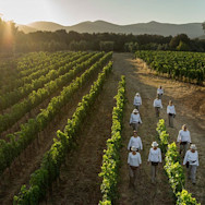Erntehelfer in den Rebbergen von Ornellaia in der Toskana