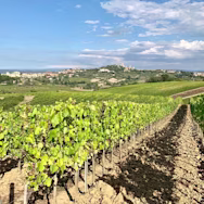 Ausblick inmitten den Rebbergen auf dem Weingut Teruzzi über eine schöne Landschaft