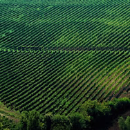 Blick von oben auf die saftig grünen Rebzeilen von Mastroberardino