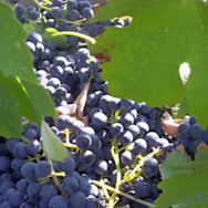 Reife Weintrauben auf dem Weingut Balìa di Zola