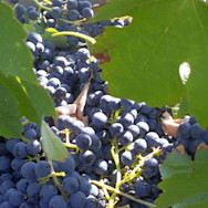 Reife Weintrauben auf dem Weingut Balìa di Zola