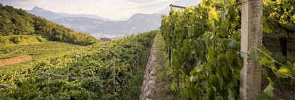 Reblandschaften vom Weingut Ferrari im Trento