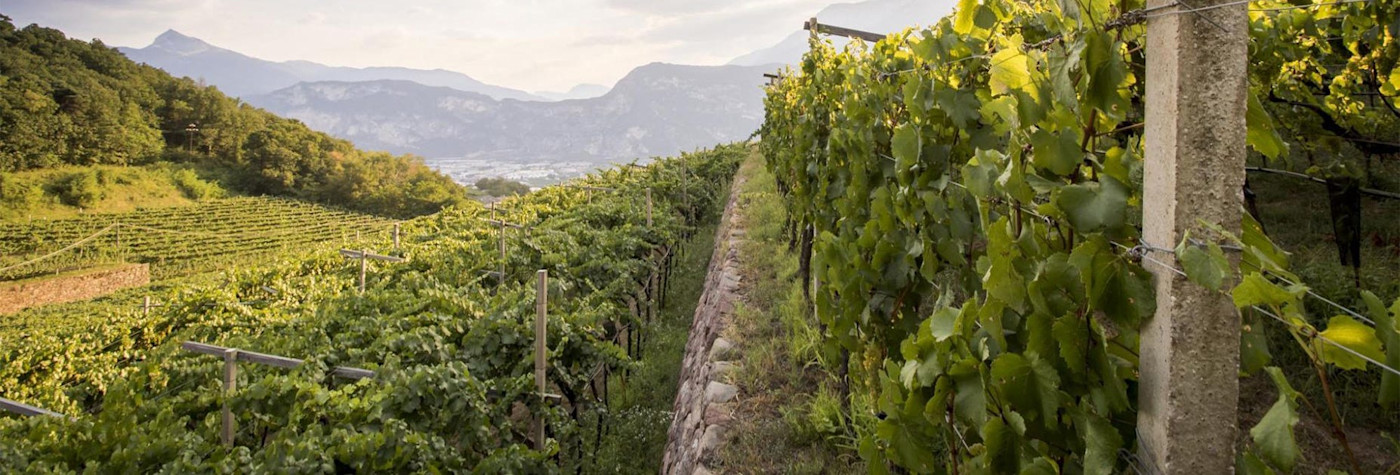 Reblandschaften vom Weingut Ferrari im Trento