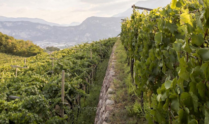 Reblandschaften vom Weingut Ferrari im Trento
