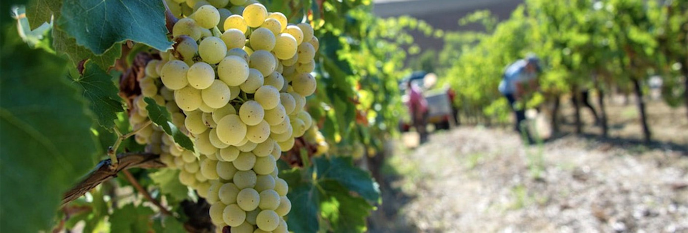 Pecorino-Trauben am Rebstock hängend
