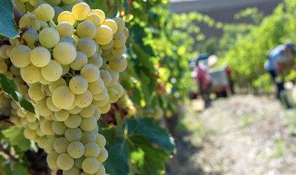 Pecorino-Trauben am Rebstock hängend