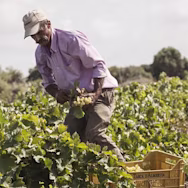 Mann am Ernten von Trauben auf der Insel Mozia