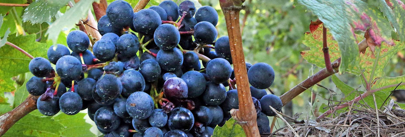 img-09959cc8a793ca41433c1f0b3ba26467